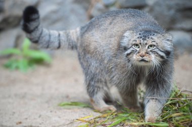 Pallas 'ın kedisi (Otocolobus manul). Manul, Orta Asya 'nın otlaklarında ve dağlık bozkırlarında yaşamaktadır. Kumun üzerindeki sevimli tüylü yetişkin manulunun portresi. Avlanma içgüdüsü