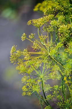 Taze dereotu (Anethum graveolens) sebze yatağında yetişir. Yıllık bitki, Apiaceae ailesi. Taze otlar yetiştiriyoruz. Bahçedeki yeşil bitkiler, sağlıklı gıda konsepti üretmek için ekolojik tarım