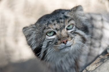 Pallas 'ın kedisi (Otocolobus manul). Manul, Orta Asya 'nın otlaklarında ve dağlık bozkırlarında yaşamaktadır. Kumun üzerindeki sevimli tüylü yetişkin manulunun portresi. Avlanma içgüdüsü