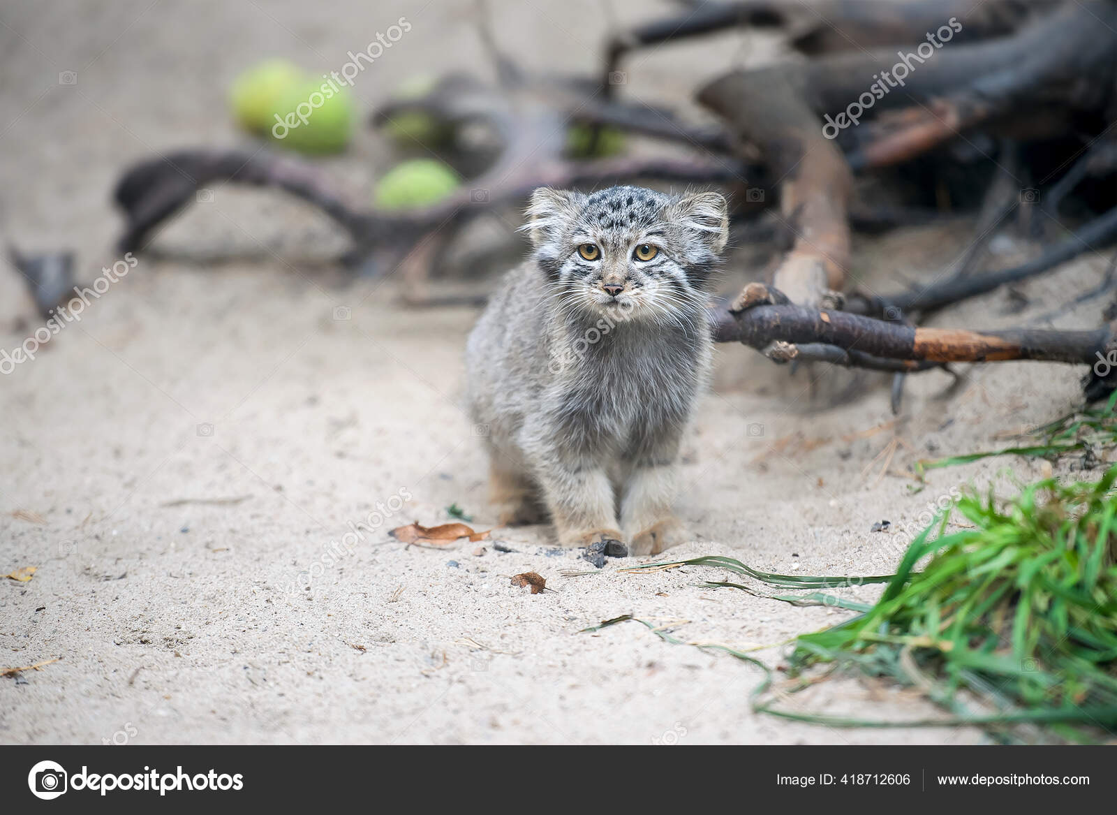 Pallas's Cat Otocolobus Manul Manul Living Grasslands Montane