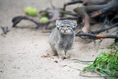 Pallas 'ın kedisi (Otocolobus manul). Manul, Orta Asya 'nın otlaklarında ve dağlık bozkırlarında yaşamaktadır. Küçük şirin bebek manulü. Öğrenme süreci. Küçük vahşi kedi yavrusu. İlk adım