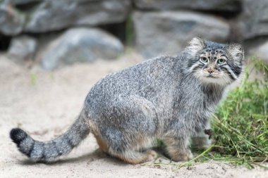 Pallas 'ın kedisi (Otocolobus manul). Manul, Orta Asya 'nın otlaklarında ve dağlık bozkırlarında yaşamaktadır. Kumun üzerindeki sevimli tüylü yetişkin manulunun portresi. Avlanma içgüdüsü