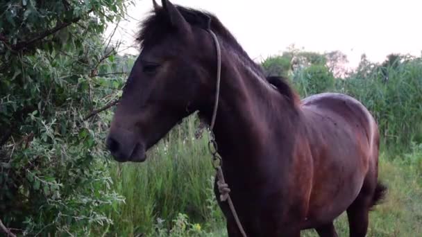 Vacker Brun Häst Ett Grönt Gräs Och Fältet Bakgrund — Stockvideo