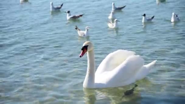 Swan Και Γλάρους Στη Θάλασσα — Αρχείο Βίντεο