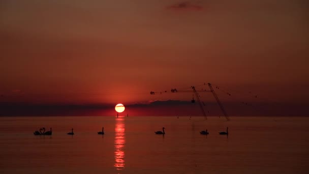 Kuğular Günbatımı Bir Arka Plan Üzerinde — Stok video