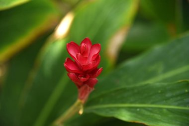 Yeşil yaprakları arka plan üzerinde ormanda Kırmızı çiçek, makro , yakın