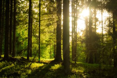 Trres ile parlayan güneş ışığı