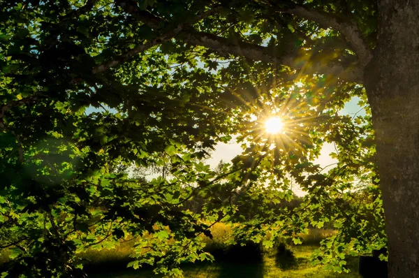 Solljus skiner genom löv — Stockfoto