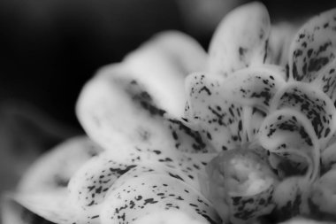 İpeksi pürüzsüz bir çiçek