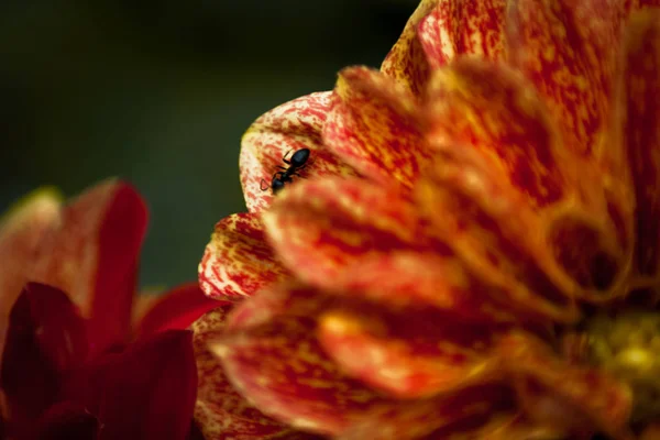 Makro einer Ameise auf einer Blume — Stockfoto