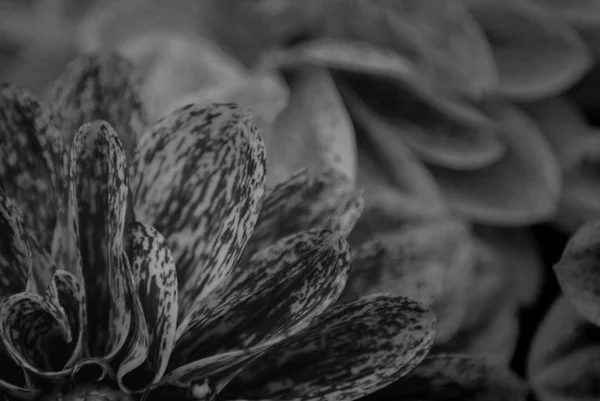 Beautiful black and white flower