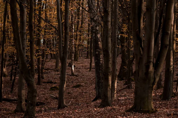 Colorful forest during autumn — Stock Photo, Image