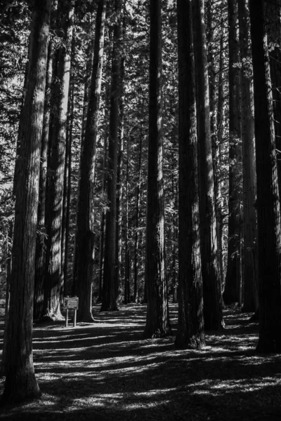 Beautiful black and white redwoods — Stock Photo, Image