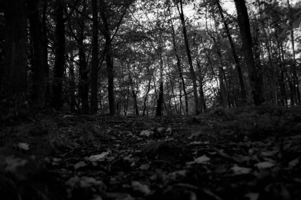 Чорно-білий монохромний ліс — стокове фото