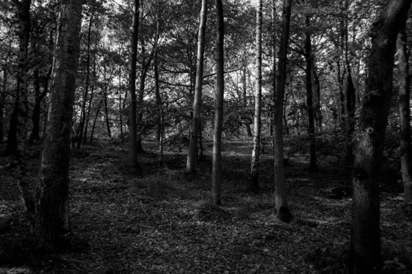 Maderas monocromas en blanco y negro — Foto de Stock