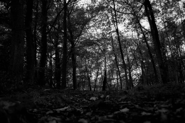 Black and white monochrome woods — Stock Photo, Image