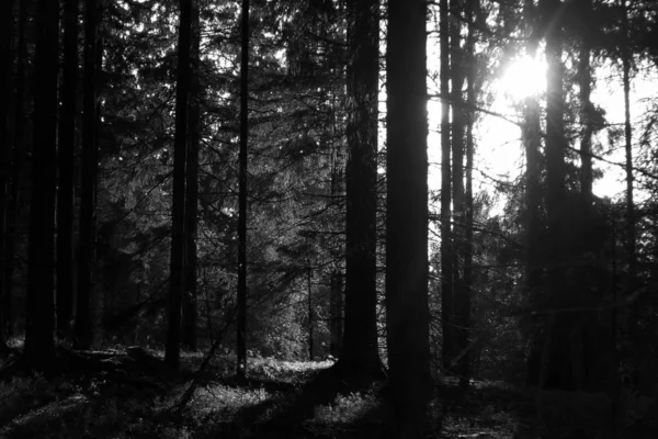 Une belle forêt noire et blanche — Photo