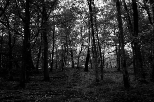 Maderas monocromas en blanco y negro — Foto de Stock