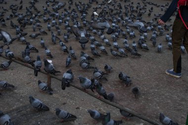 Birçok güvercini korkutan genç bir adam onlara doğru yürüdü, Katmandu, Nepal