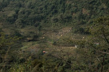 Nepal 'deki Annapurna pistindeki kulübelere ve teraslı pirinç tarlalarına bak