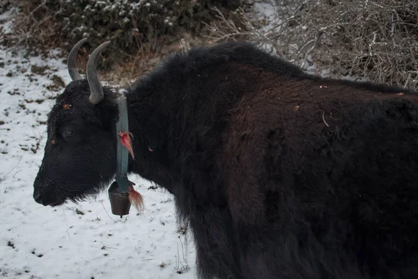 Brun Jak Snöiga Bergen Vandring Annapurna Krets Himalaya Nepal Asien — Stockfoto