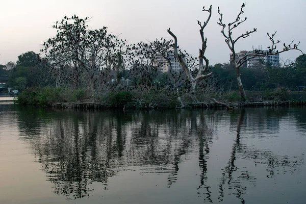 Cormorant Birds Sitting Tree Branches Shitting Ammonia Killing Trees Lake — Stock Photo, Image