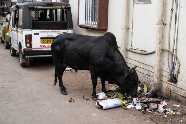 Büyük siyah bir inek Puri, Hindistan 'da bir arabanın arkasındaki çöp yığınından çöp yiyor.