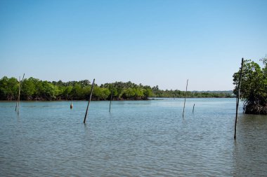 Sudan sarkan bambu direkleriyle mavi bir nehirdeki mangrov ağaçları, Ngwesaung, Irrawaddy, batı Myanmar