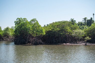 Nehir kıyısında yetişen mangrov ağaçları açık mavi gökyüzü ve palmiye ağaçları, Ngwesaung, Irrawaddy, batı Myanmar