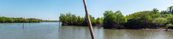 Panorama Mangrove Trees Blue River Bamboo Poles Sticking Out Water — Stock Photo, Image