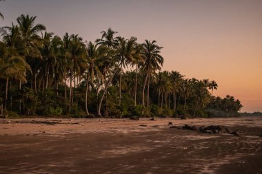 Gün batımında kumsalda palmiye ağaçları, huzur ve sessizlik, Ngwesaung yakınlarında dingin yalnızlık, Irrawaddy, batı, Myanmar