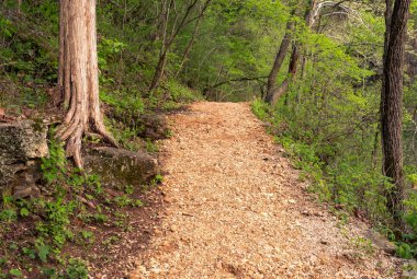 yeşil orman içinde çakıl iz