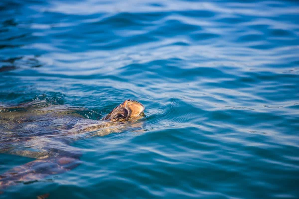 Tartaruga Mar Ilha Zakynthos — Fotografia de Stock