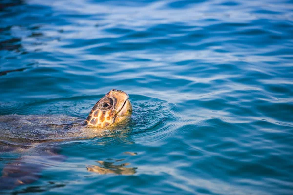 Turtle Sea Zakynthos Island — Stock Photo, Image