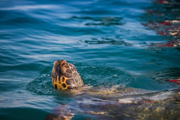 Turtle Sea Zakynthos Island — Stock Photo, Image