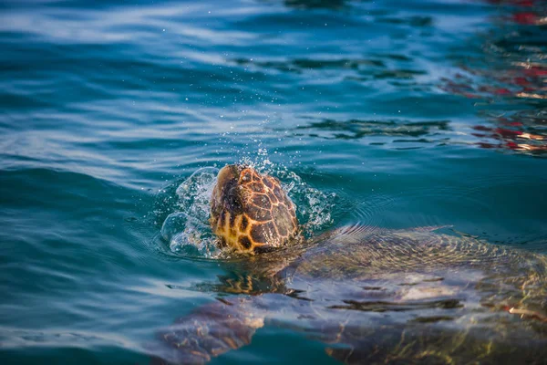 Turtle Sea Zakynthos Island — Stock Photo, Image