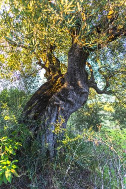 Yunanistan eski zeytin ağacı