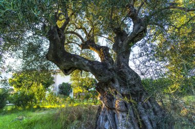 Yunanistan eski zeytin ağacı