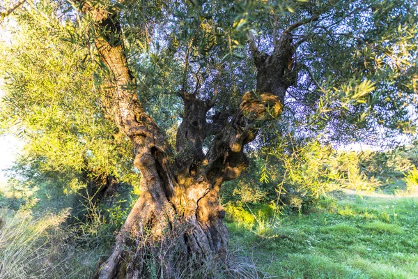 Stare Drzewo Oliwne Grecji — Zdjęcie stockowe