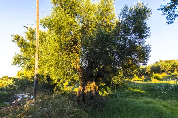 Olivo Viejo Grecia —  Fotos de Stock