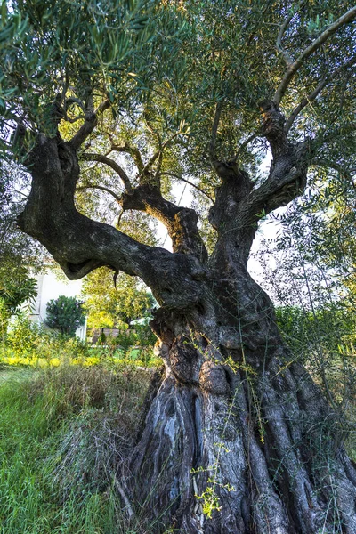 Oude Olijfboom Griekenland — Stockfoto