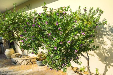 Yunanistan, Zakynthos Adası yaz
