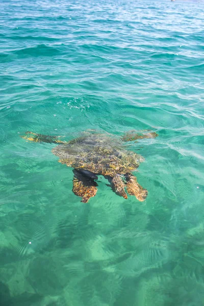 Turtle Sea Zakynthos Island Greece — Stock Photo, Image