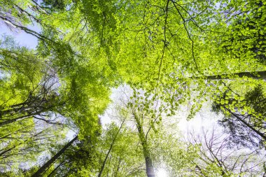 Bahar, dağlar orman içinde
