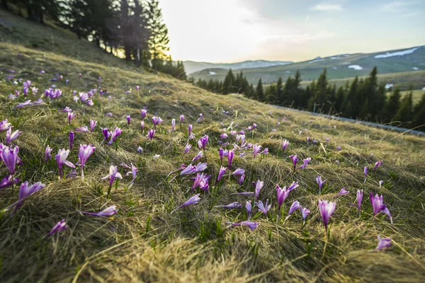 Mountains Forest Springtime — Stock Photo, Image