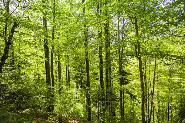 Inside of the mountains forest at the springtime