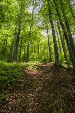 Bahar, dağlar orman içinde