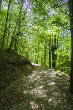 Bahar, dağlar orman içinde