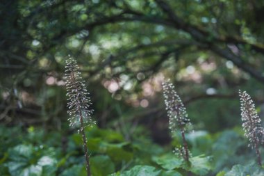 Bulanık doğal arka planda çiçekler.