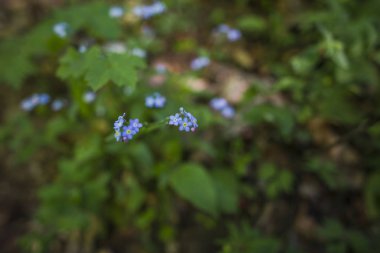 Bulanık doğal arka planda çiçekler.